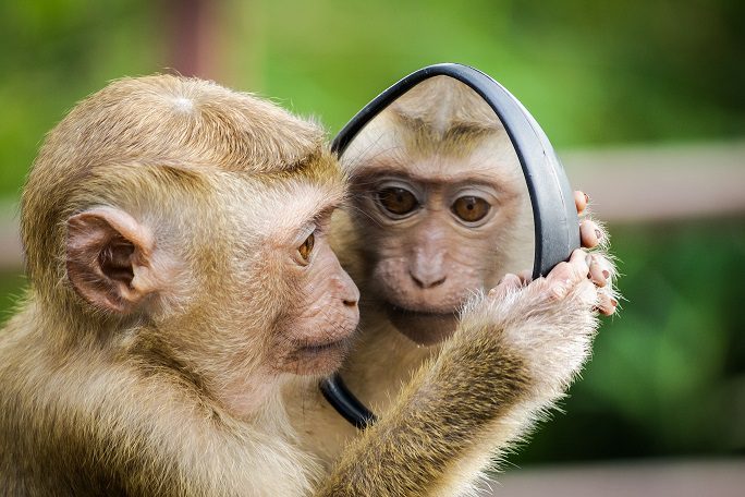 A monkey is looking in the mirror